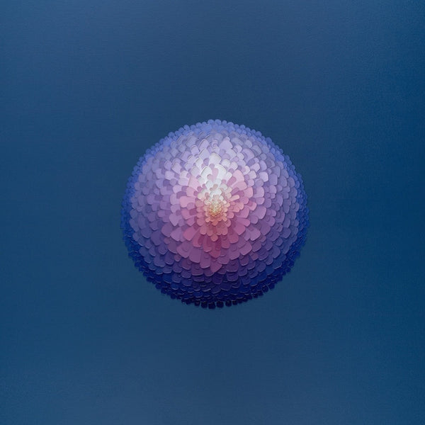 Blue Hydrangea (framed print)